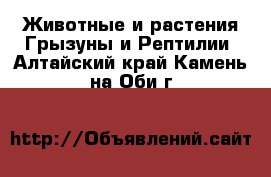 Животные и растения Грызуны и Рептилии. Алтайский край,Камень-на-Оби г.